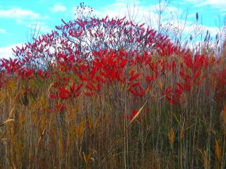 red sumac with sky